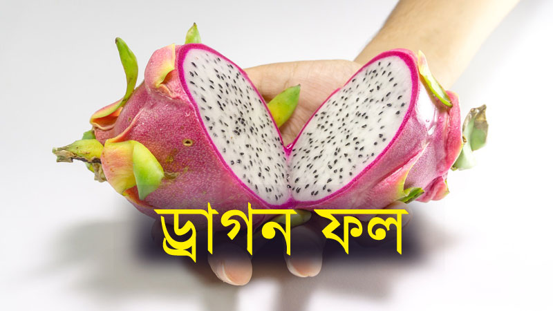 ছাদ বাগানে টবে ড্রাগন ফল চাষ পদ্ধতি