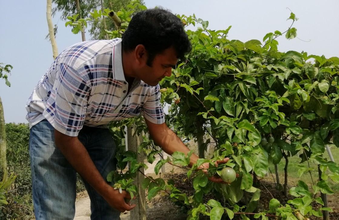বেগুনি ‘প্যাশন ফল’ চাষ হচ্ছে নওগাঁয়