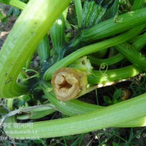 স্কোয়াশের ব্লোজম এন্ড রট রোগ