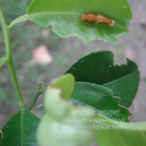 কমলার প্রজাপতি