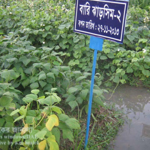 ঝাড়শিমের নেতিয়ে পড়া রোগ