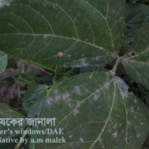 ফেলনের পাউডারী মিলডিউ রোগ