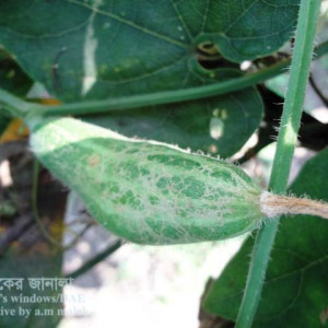 পটলের থ্রিপস পোকা