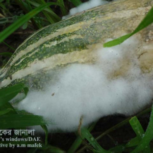 চিচিঙ্গা হোয়াইট মোল্ড রোগ