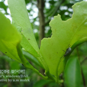 কমলার পাতার উইভিল