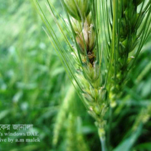 গমের স্টিং বাগ পোকা